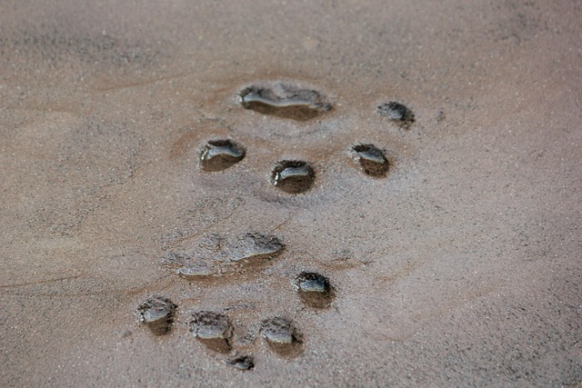 Free Paw Print Wild Animal photo and picture
