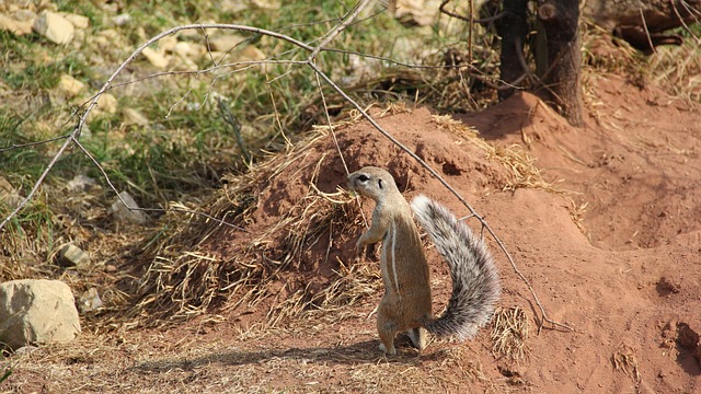 Free Ground Squirrel African Ground Squirrel photo and picture