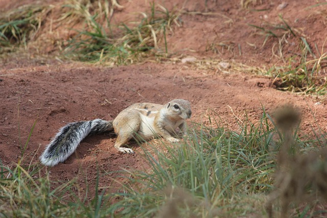 Free Ground Squirrel African Ground Squirrel photo and picture