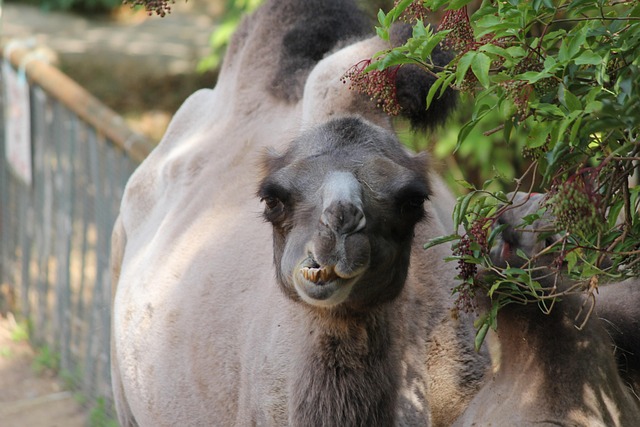 Free Camel Zoo photo and picture
