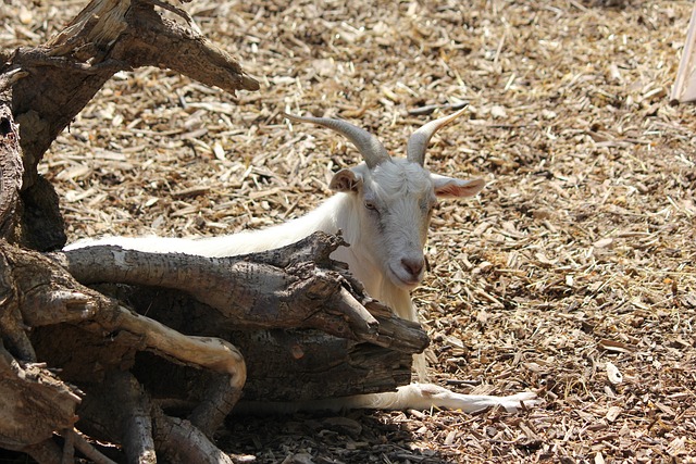 Free Goat Animal photo and picture