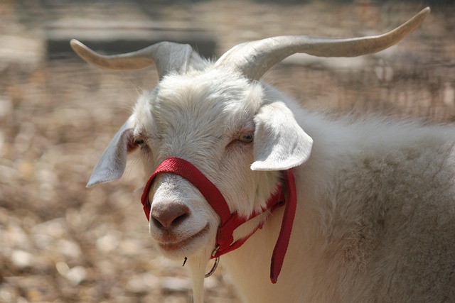 Free Goat Animal photo and picture