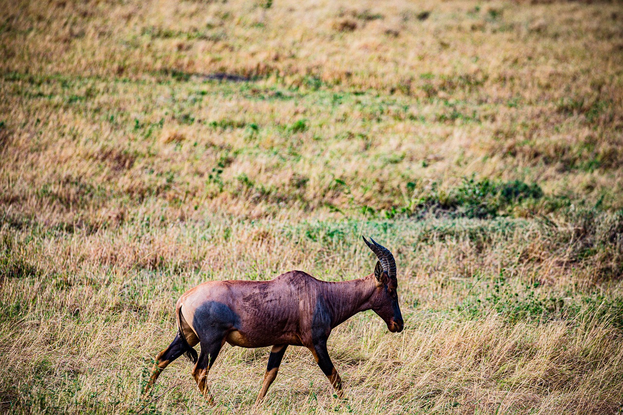 Topi Wild Animals Wilderness - Free photo on Pixabay