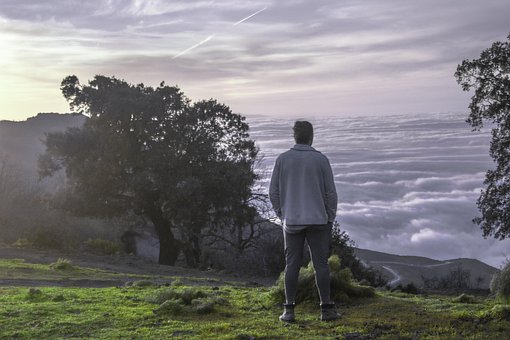 Free Tree Fog photo and picture