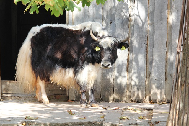 Free Beef House Yak photo and picture