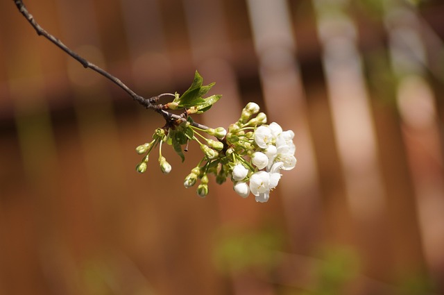 Kirschblüten, Weiße Blumen, Frühling