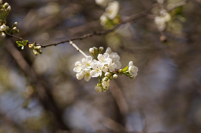 Kirschblüte, Blumentapete, Schöne Blumen