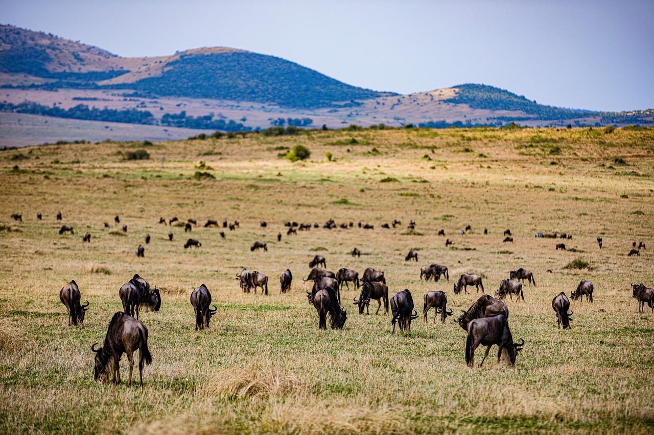 Wildebeest Wild Animals Wilderness - Free photo on Pixabay