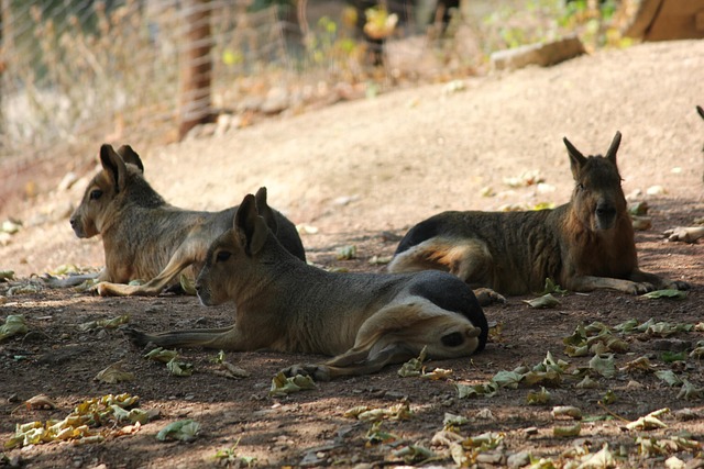 Free Great Mara Zoo photo and picture