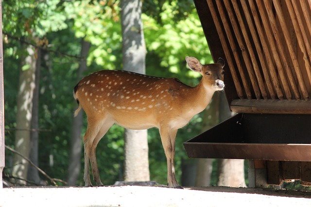 Free Deer Close Up photo and picture