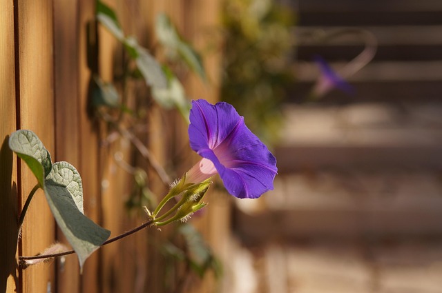 Blume, Lila Blume, Blumentapete, Garten