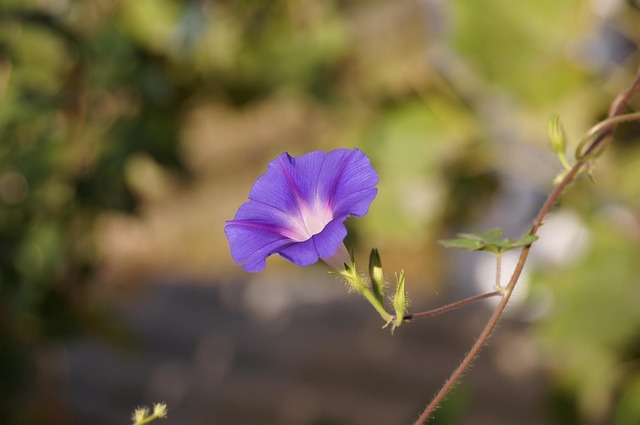 Blume, Lila Blume, Garten, Natur, Flora