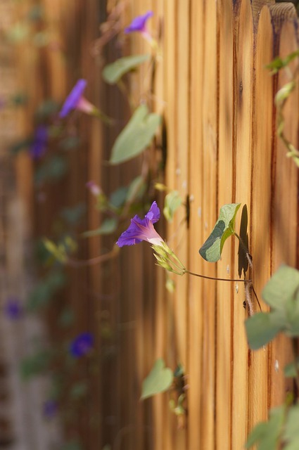 Blumen, Blumen Hintergrund