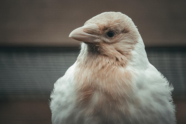 Peste 200 de imagini gratuite cu Corvus Cornix și Pasăre - Pixabay