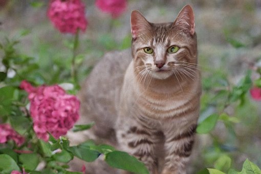 Art, Digital, Katten, Katt, Blomst, Rose