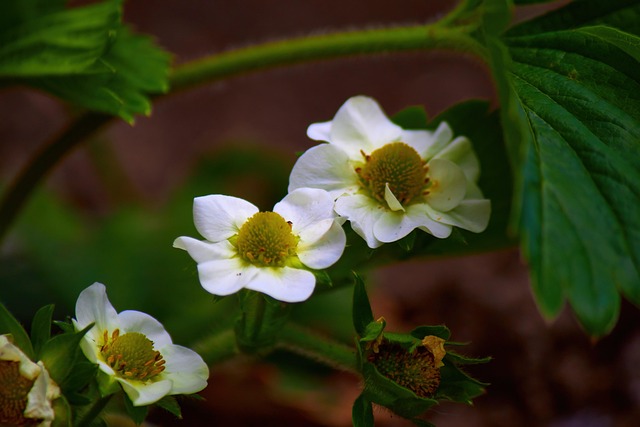 Free Petals Flowers photo and picture