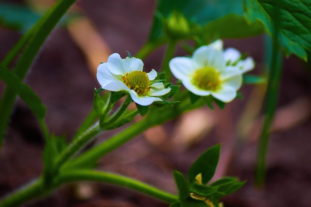 Free Flower Nature photo and picture