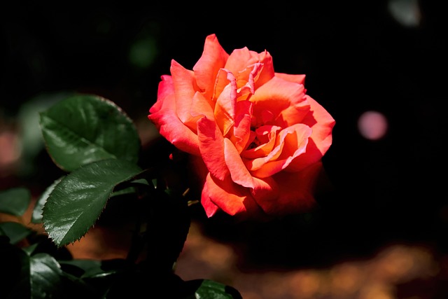 Free Rose Flower photo and picture