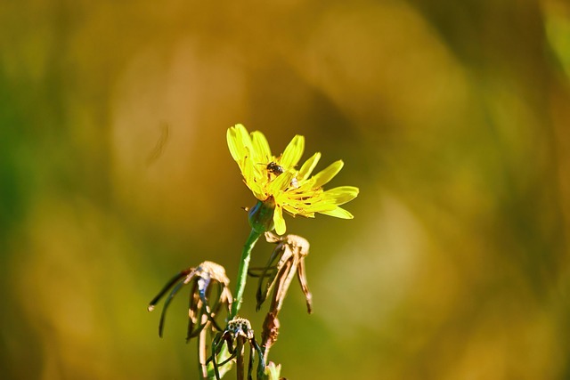 Free Flower Insect photo and picture