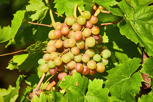 Free Grape Fruit photo and picture