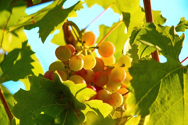 Free Vines Grapevines photo and picture