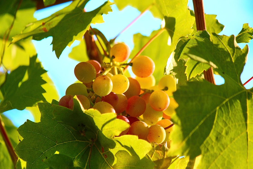 Vines Grapevines Grape Free photo on Pixabay Pixabay