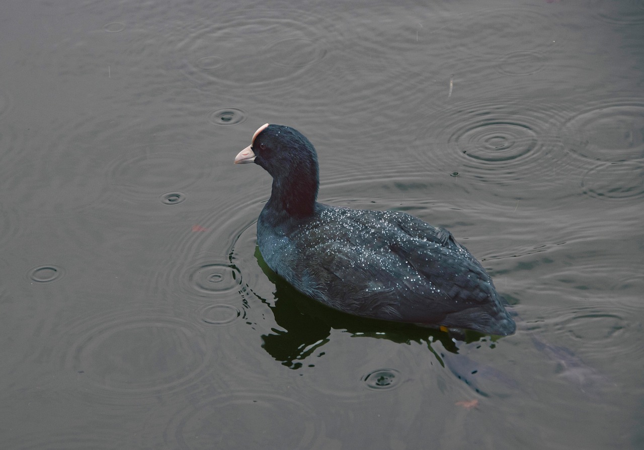 Best Bird for Pets Choosing the Perfect Feathered Companion