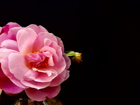 Free Rose Pink Rose photo and picture
