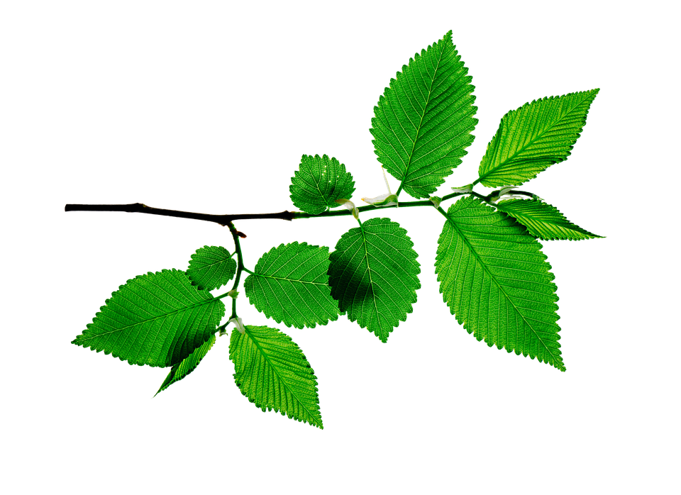 나뭇잎 잎 배경 열대 - Pixabay의 무료 이미지 - Pixabay