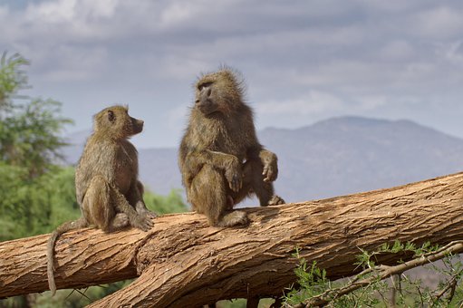 Babuíno, Macaco, África