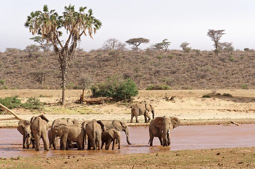 Elefante, Rebanho, Banho, Rio, Savannah