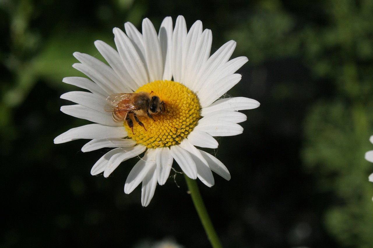 Porte-clés Abeille Doré Avec Marguerite - Breloque Mignonne Pour Sac Ou Clés, Cadeau Femme