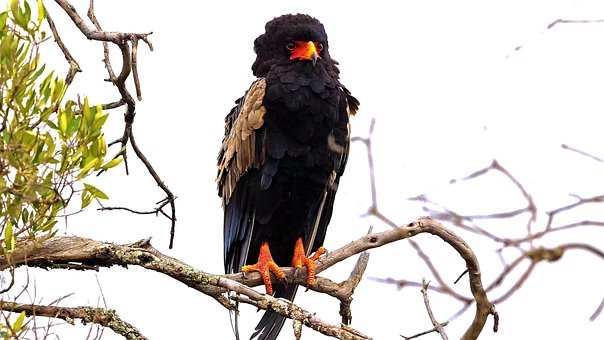 Vogel, Baum, Zweig, Bateleur, Taxon