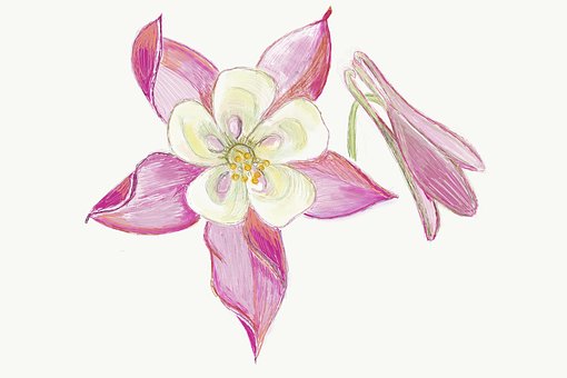 Free Columbine Flower photo and picture