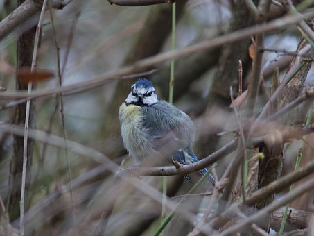 นก, Bluetit, ธรรมชาติ, สัตว์, สัตว์ป่า