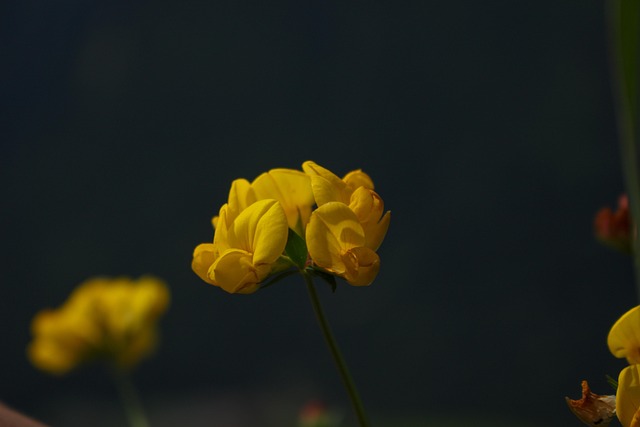 Blumen, Blütenblätter, Knospen