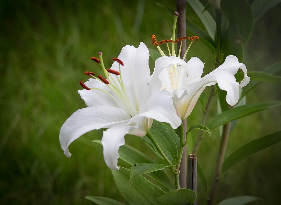 Lírio Branco Flor De - Foto gratuita no Pixabay - Pixabay