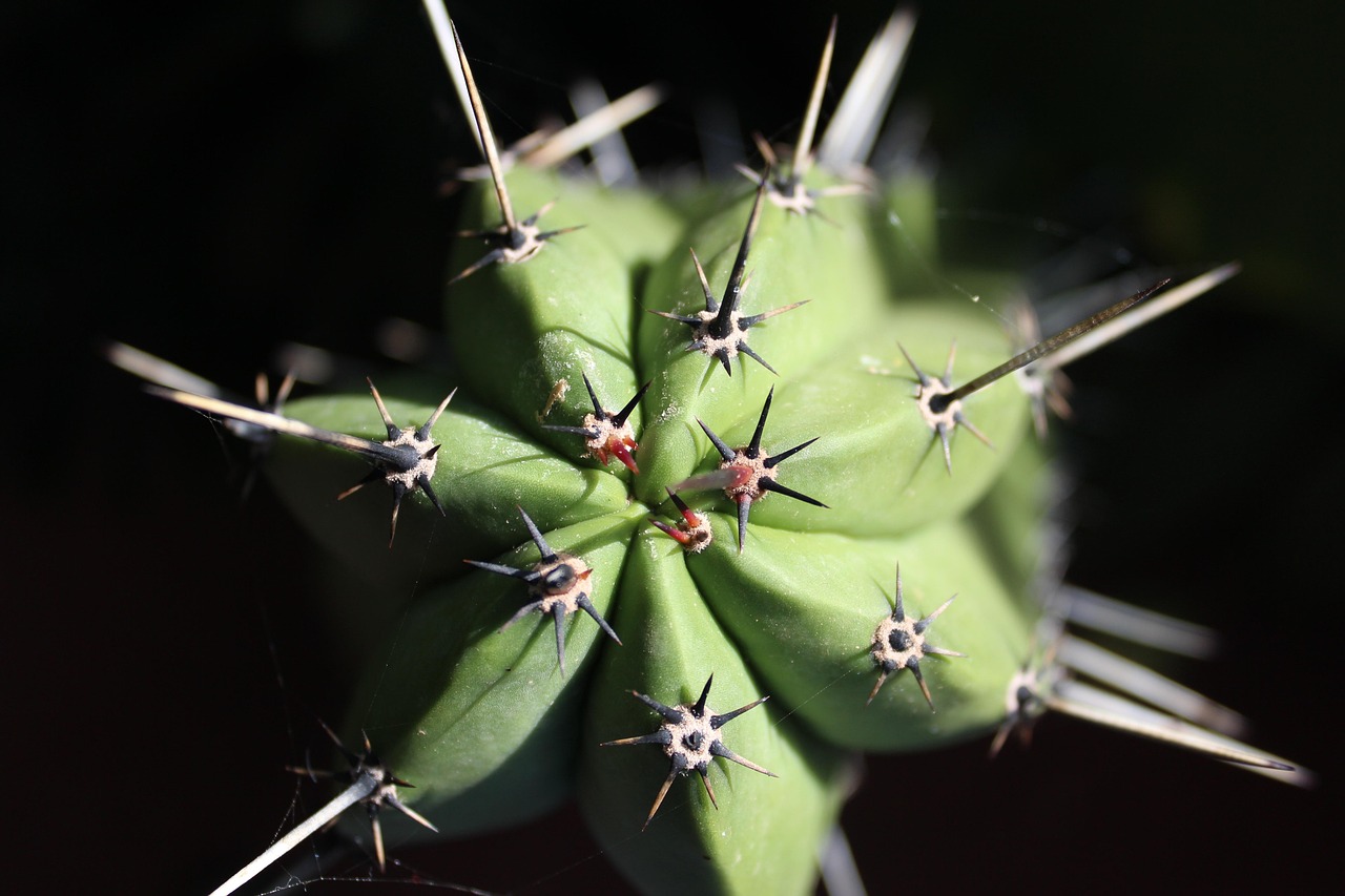 4,000+ Succulent Pictures & Images [HD] - Pixabay