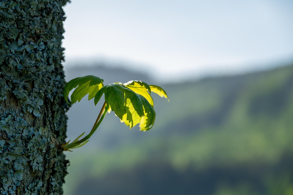 pixabay-pixabay
