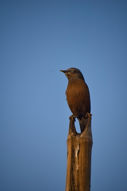 Free Birds Birdphotography photo and picture