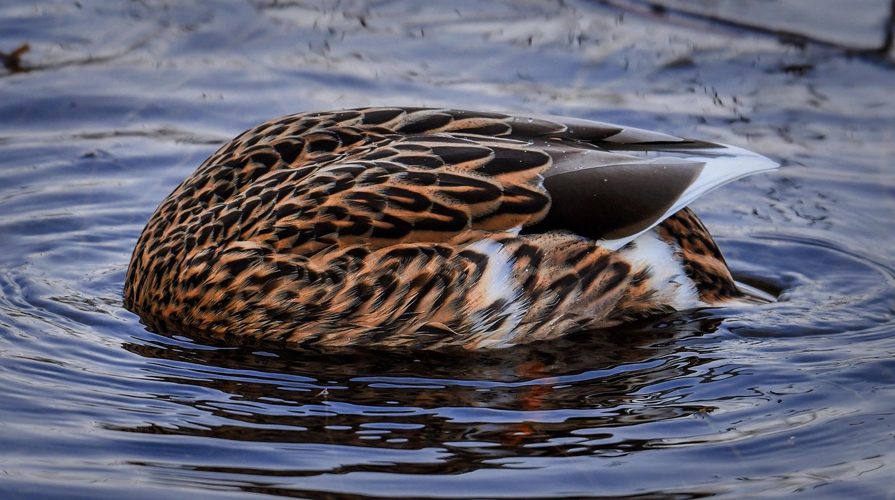 Pájaro Pato Real Buzo - Foto gratis en Pixabay