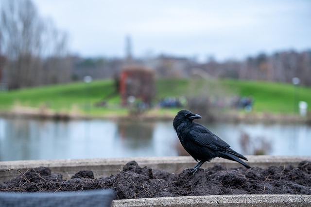 Free Crow Bokeh photo and picture