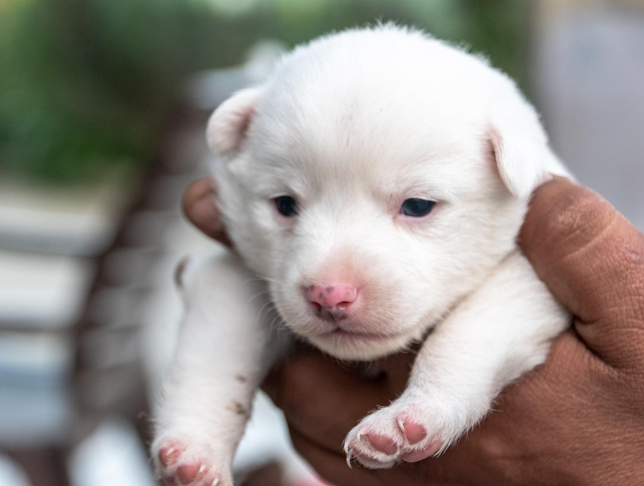 Cachorro Filhote De Bicho - Foto gratuita no Pixabay - Pixabay