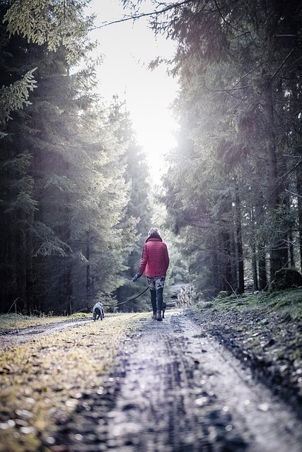 Skov, Hund, Venner, Fritid, Eventyr