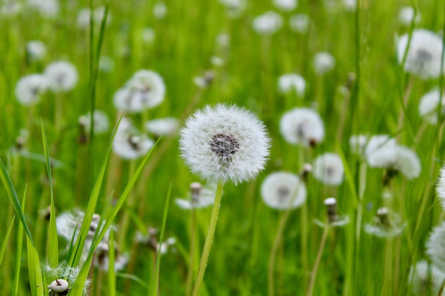 Free Meadow Flower Background photo and picture