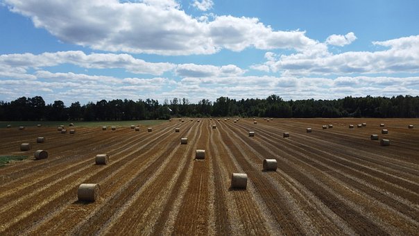 Free Harvest Field photo and picture