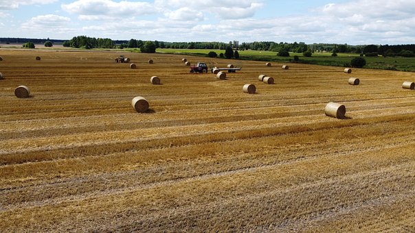 Free Summer Field photo and picture