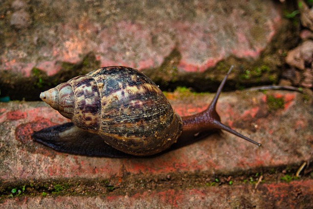 Free Snail Slow photo and picture