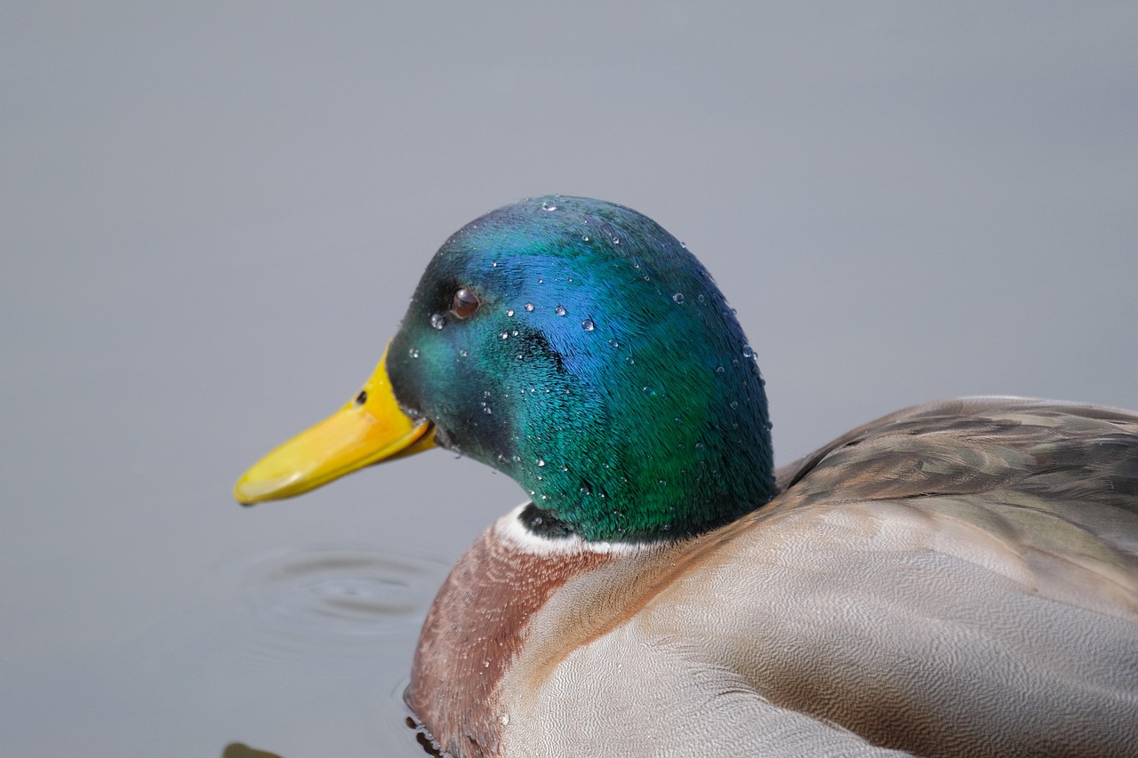 Duck Drake Fierce Free photo on Pixabay Pixabay
