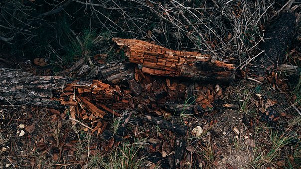 Free Wood Nature photo and picture